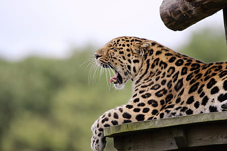 Leopard Yawning Lying on Brown Wood thumbnail