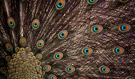 peacock digital wallpaper thumbnail