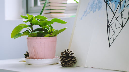 green plant on pink pot on table thumbnail