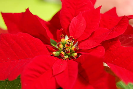 red petaled flower thumbnail
