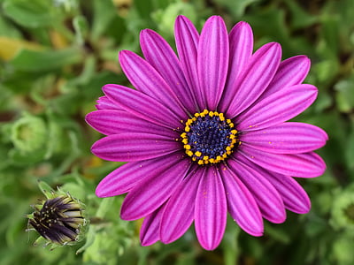 violet flower thumbnail