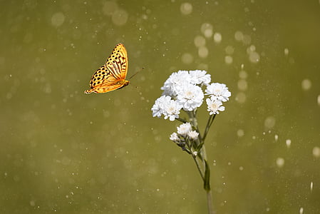 butterfly flying toward the white flower thumbnail