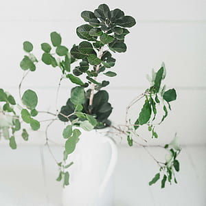green leafed indoor plant with white vase thumbnail