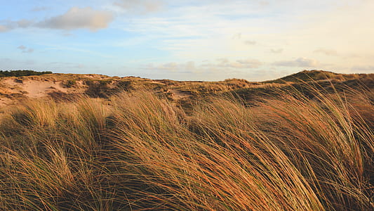 photo of brown field under white sky thumbnail