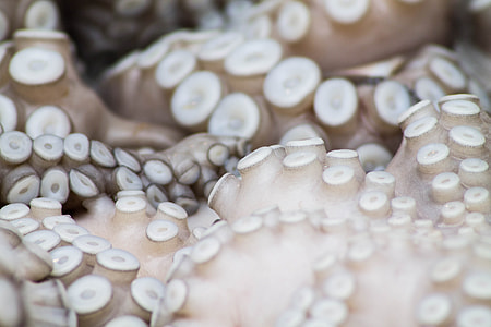 octopus, tentacles, tentacle, squid thumbnail