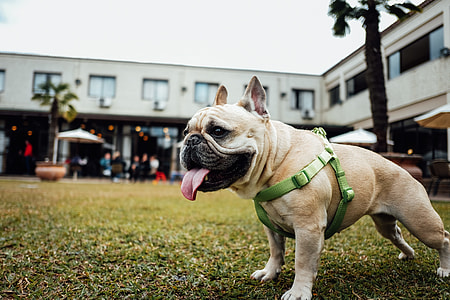 adult tan French bulldog on grass lawn thumbnail