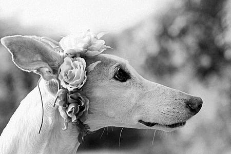 grayscale photo of adult greyhound with floral headdress thumbnail