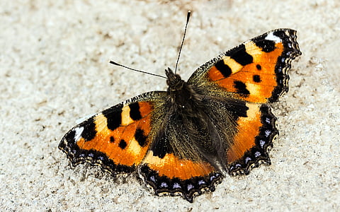 vanessa atalanta butterfly thumbnail