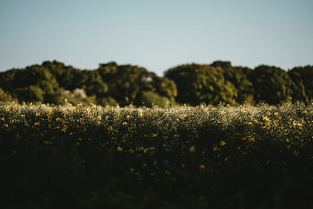 green grassfield in front of trees thumbnail