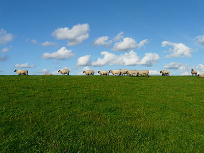 11 White Sheep in the Grass Field thumbnail