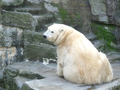photo of polar bear sitting on gray surface thumbnail