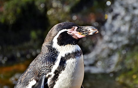 shallow focus photography of black and white penguin thumbnail
