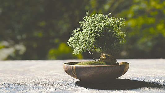 green bonsai plant on brown container thumbnail