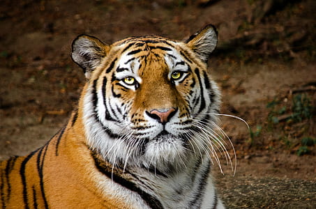 close-up of tiger on ground thumbnail