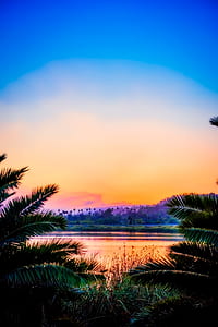 coconut trees near lake thumbnail