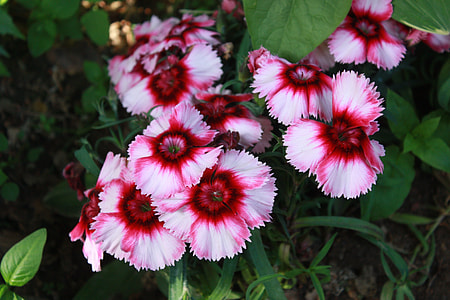 pink flowers thumbnail