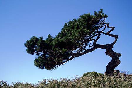 green leaf tree surrounded by grass at daytime photo thumbnail