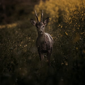 shallow focus photography of brown deer thumbnail