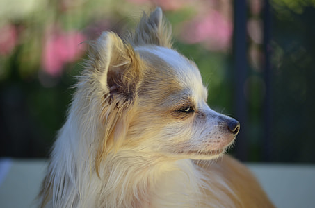 selective focus photography of tan and white Pomeranian thumbnail