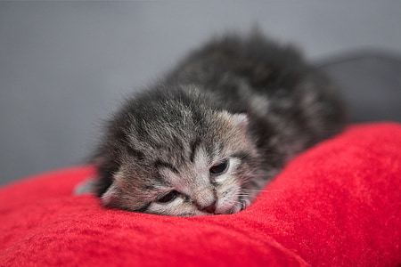 close up photography of silver tabby kitten thumbnail