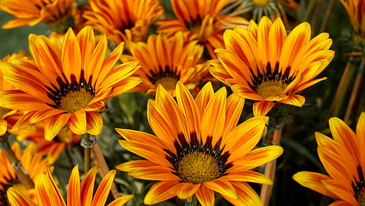 orange flowers closeup photography thumbnail