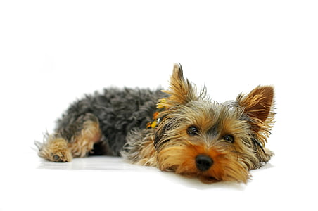 medium-coated black and tan dog thumbnail