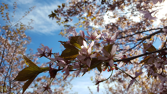 Cherry Blossom, Cherry Blossoms thumbnail