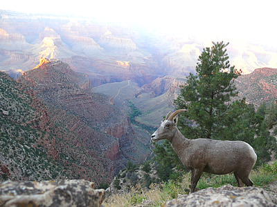 brown deer on mountain thumbnail