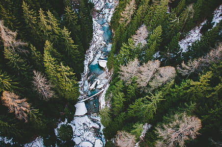aerial photography of forest and river at daytime thumbnail