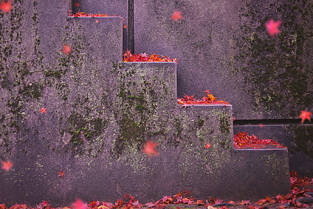 selective photography of a falling leaves near stairs thumbnail