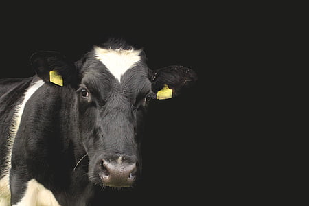 black and white cow in black background thumbnail