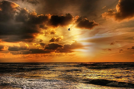silhouette of birds flying above body of water during golden hour thumbnail
