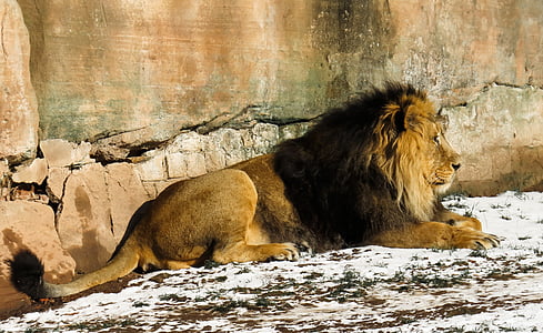 brown lion thumbnail