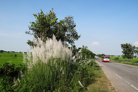 Kans Grass, Saccharum Spontaneum thumbnail