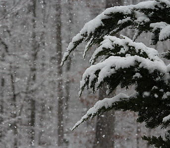 pine trees covered with snow thumbnail