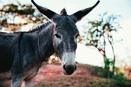Donkey tied in the park thumbnail