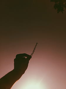 Person Holding Grass Photo Taken during Golden Hour thumbnail