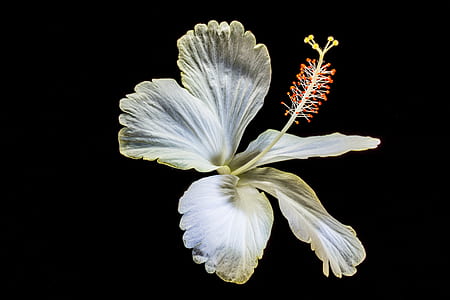 white flower in macro shot thumbnail