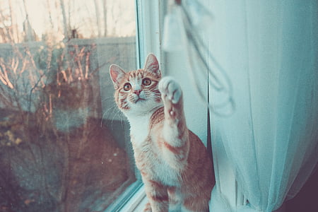 orange tabby cat facing camera and using frown paw thumbnail
