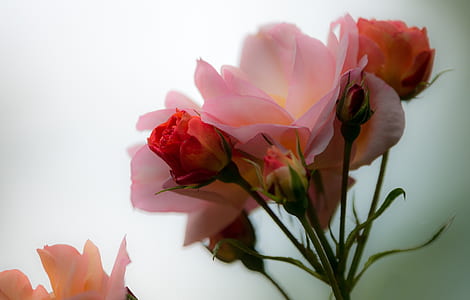 closeup photo of pink pink rose flower in full bloom thumbnail