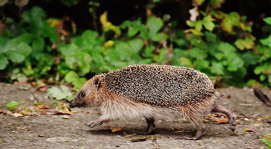 grey and brown animal walks on grey concrete surface beside green plants thumbnail