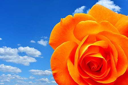 orange rose flower thumbnail