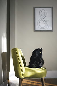 black cat sitting on chair while thumbnail
