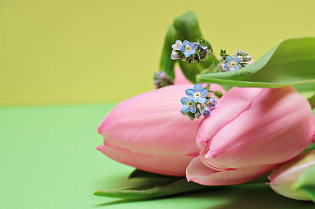 selective photo of pink and white roses thumbnail