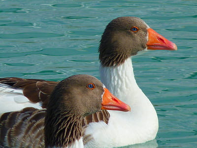 sea, birds, swimming, ducks thumbnail