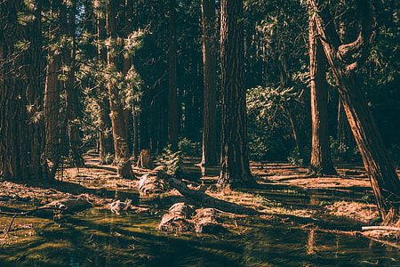 forest and pond during daytime thumbnail