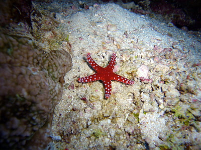 red starfish on coral thumbnail