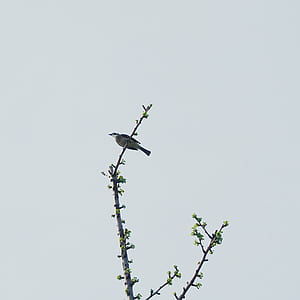 bird perched on tree branch thumbnail