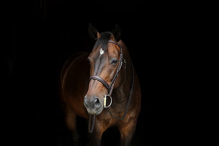 brown horse inside dark room thumbnail