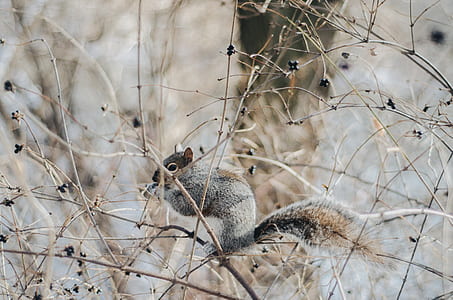 squirrel standing on branches near tree thumbnail